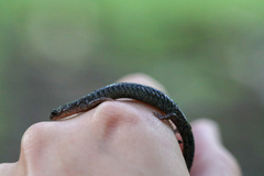 Plethodon hoffmani