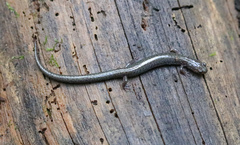 Plethodon hoffmani