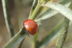 Cycloneda sanguinea