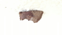 Elusa