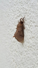 Amatissa leonina