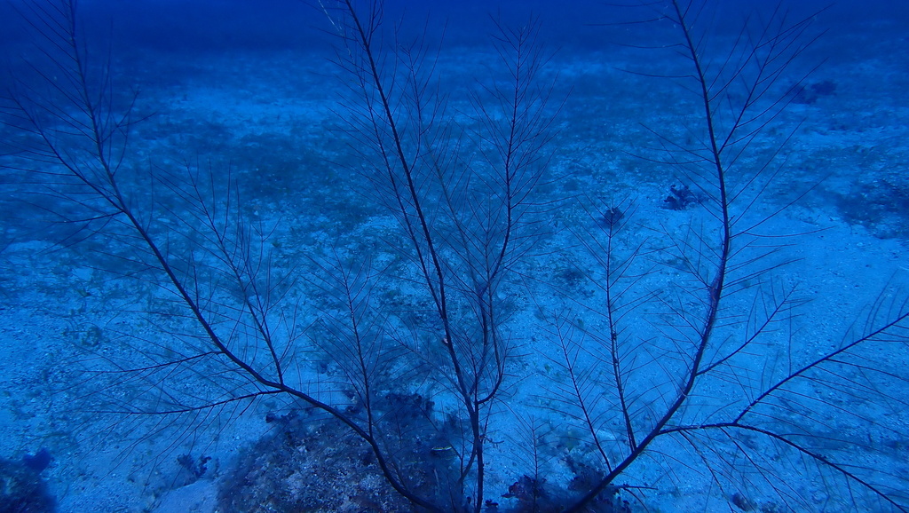 Feather Bush Hydroid