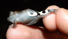 Pristimantis pardalis