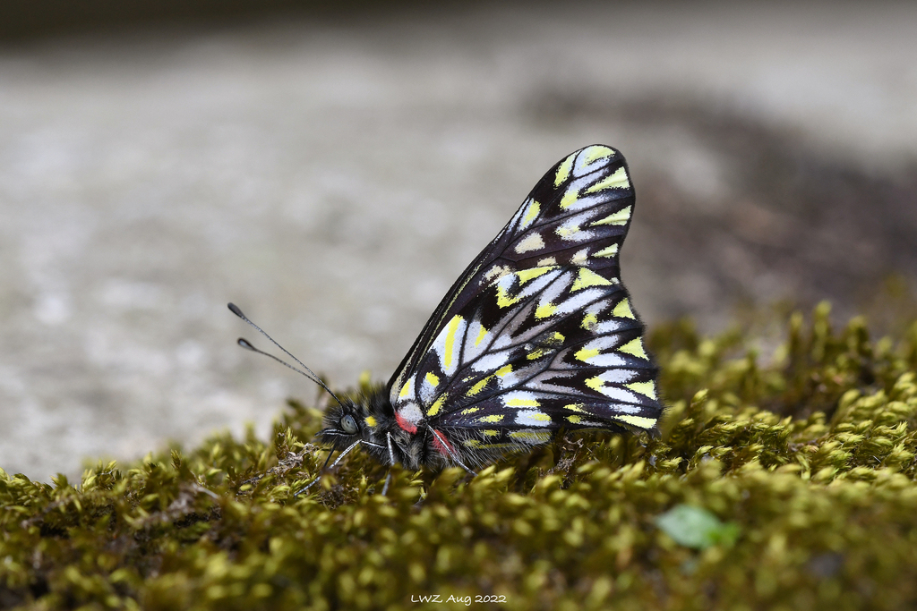 Catasticta philoscia