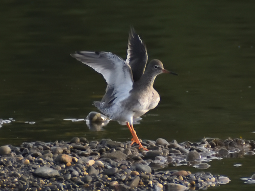 Archibebe común (Tringa totanus)