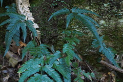 Arachniodes simplicior