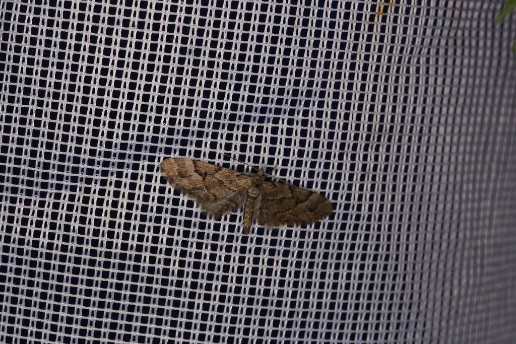 Eupithecia lanceata