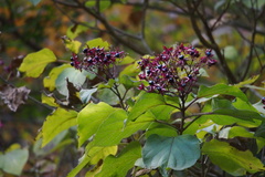 Clerodendrum trichotomum