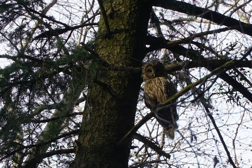 South European Ural Owl
