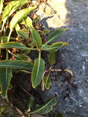 Rumex crassus