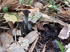 Craterellus fallax image
