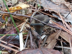Craterellus fallax image