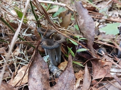 Craterellus fallax image