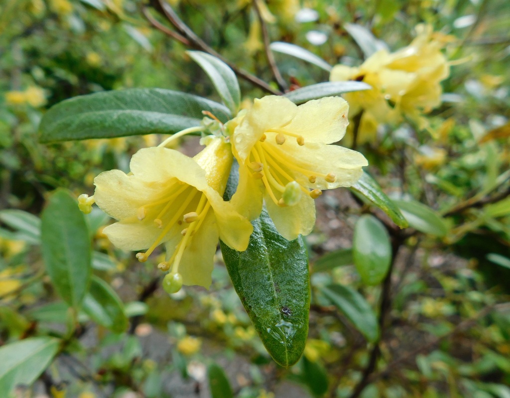 Rhododendron xanthostephanum (Rhododendron xanthostephanum)