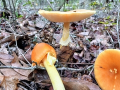 Amanita flavoconia image