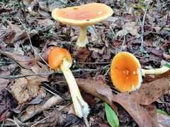 Amanita flavoconia image