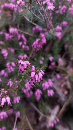 Erica carnea