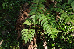 Cyrtomium fortunei