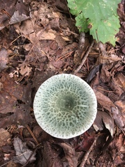 Russula parvovirescens