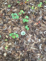 Russula parvovirescens