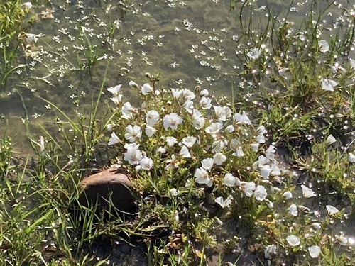 iNaturalist observation photo of Rosy Douglas’ Meadowfoam