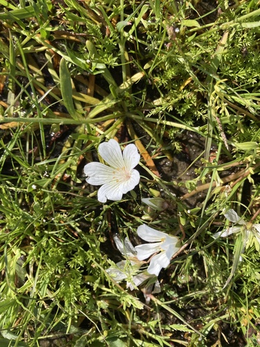 iNaturalist observation photo of Rosy Douglas’ Meadowfoam
