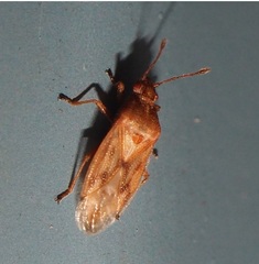 Cymidae