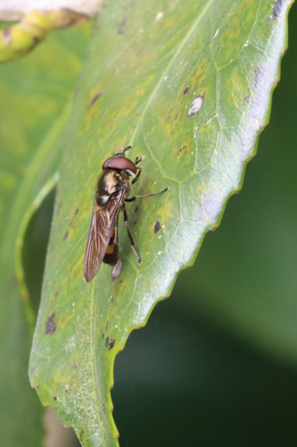 Xanthandrus babyssa
