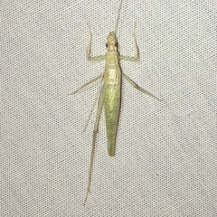 Oecanthus exclamationis
