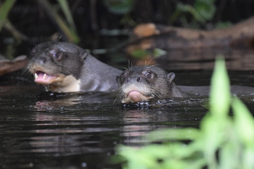Giant Otter, photo 3 of 10