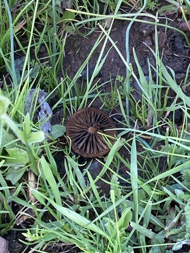 iNaturalist observation photo of dung-loving Deconica