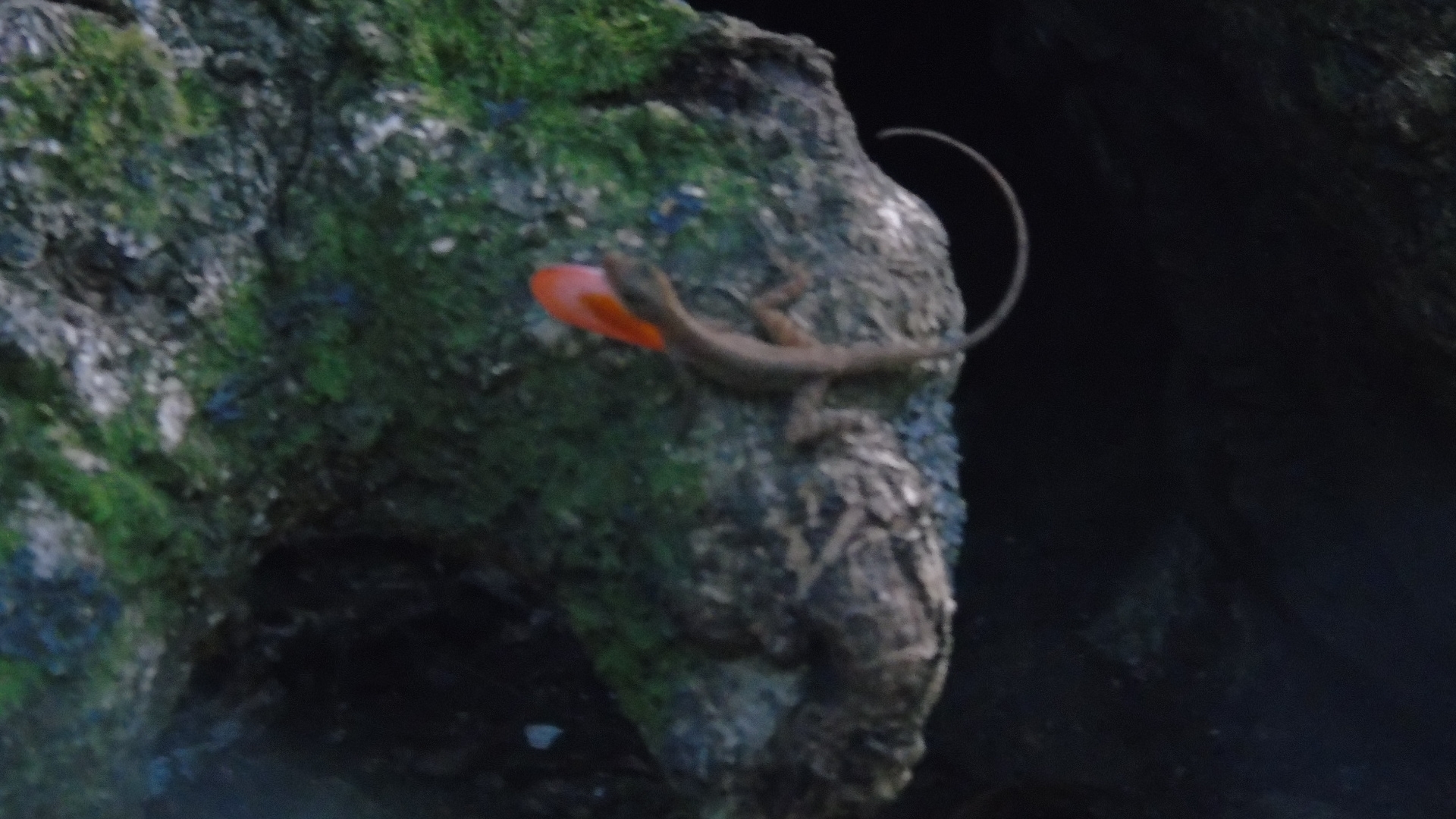 Corn Island Anole photo 2
