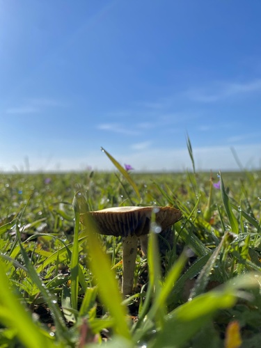 iNaturalist observation photo of Common Fieldcap