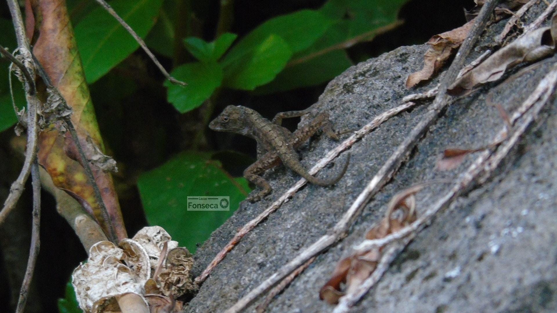 Corn Island Anole photo 4