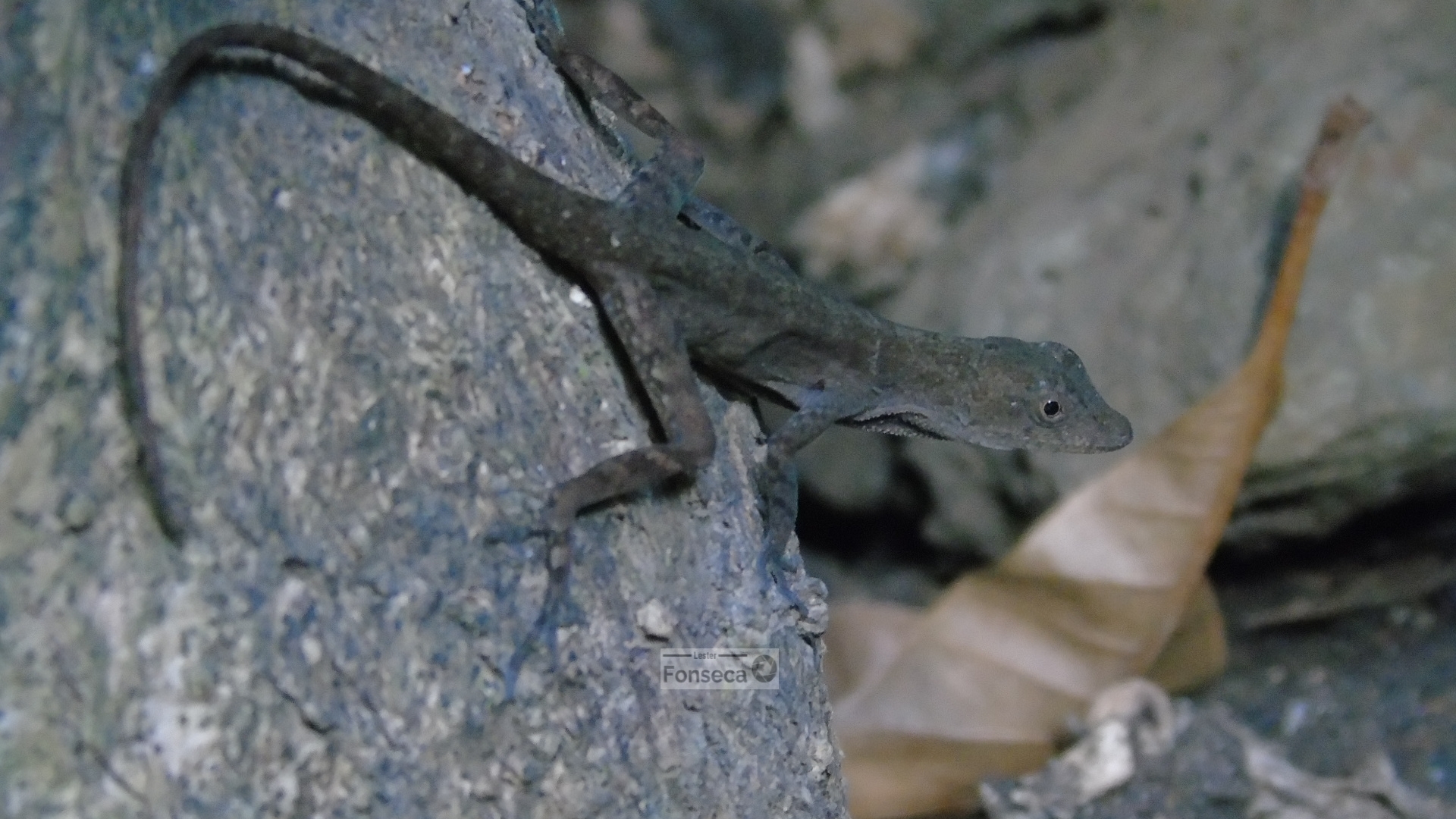 Corn Island Anole photo 3