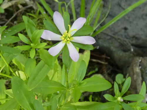 Image of Sabatia calycina by no rights reserved