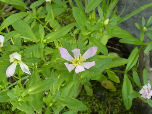 Image of Sabatia calycina by no rights reserved