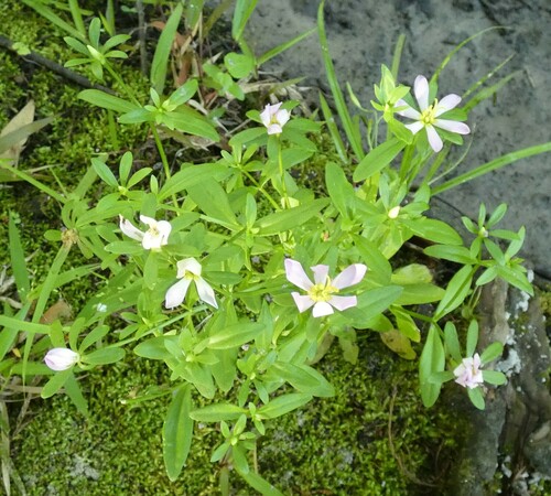 Image of Sabatia calycina by no rights reserved
