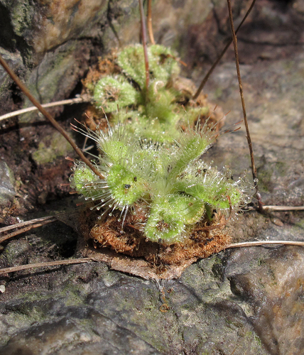 Drosera burmanni