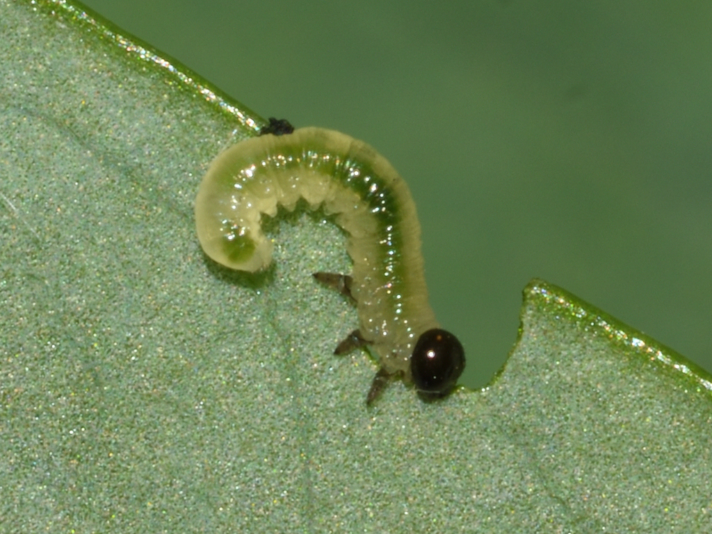 Sawfly
