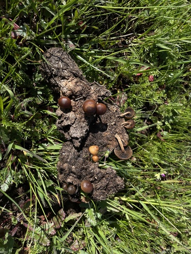 iNaturalist observation photo of dung-loving Deconica