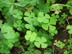 Marsilea minuta