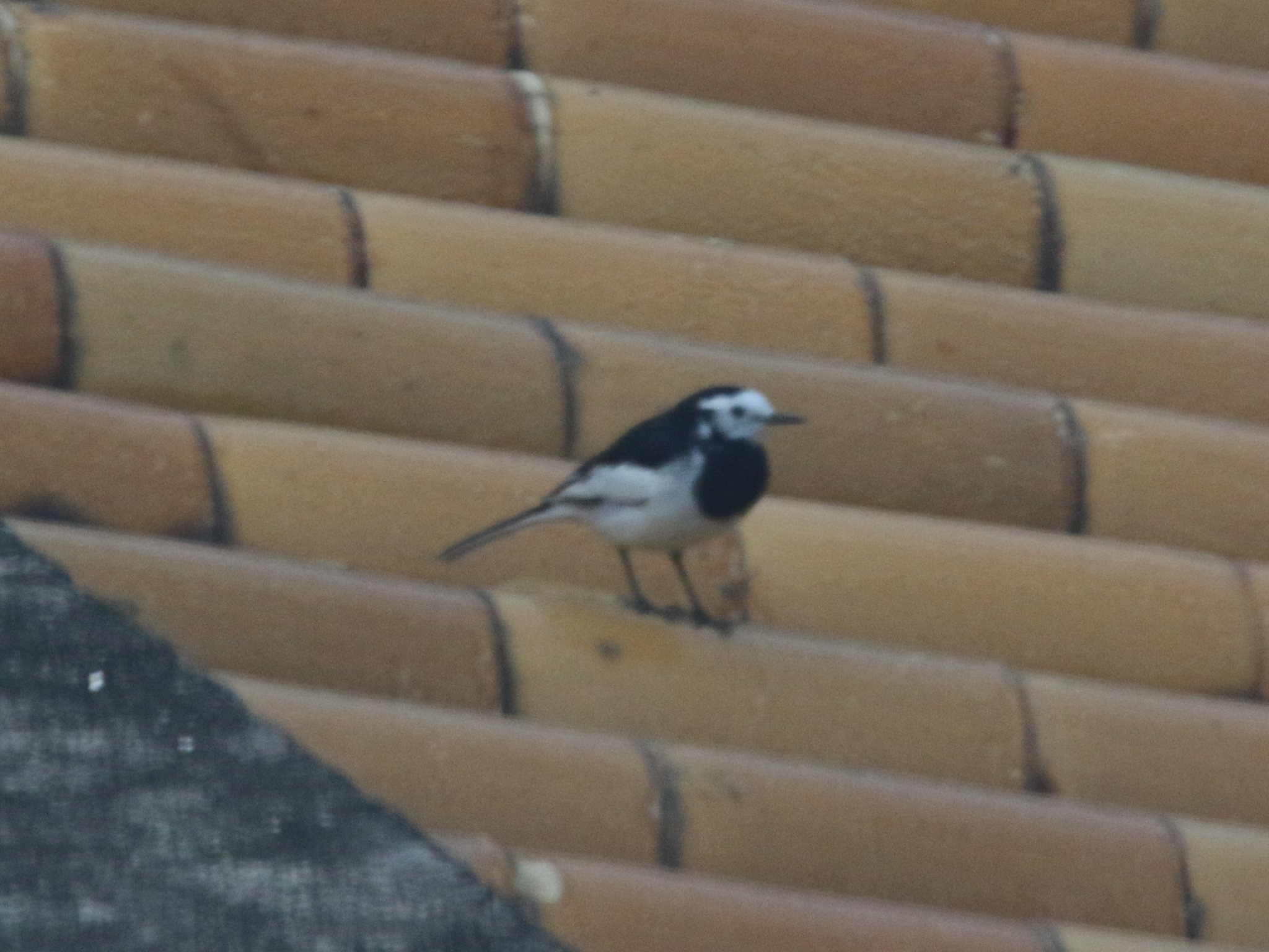White Wagtail