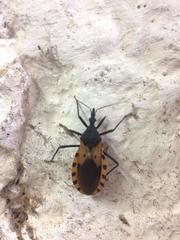 Triatoma dimidiata