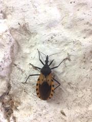 Triatoma dimidiata