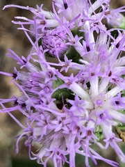Liatrinae