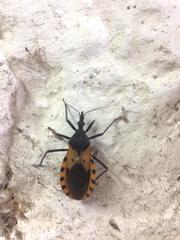 Triatoma dimidiata