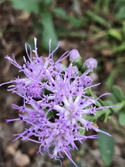 Liatrinae