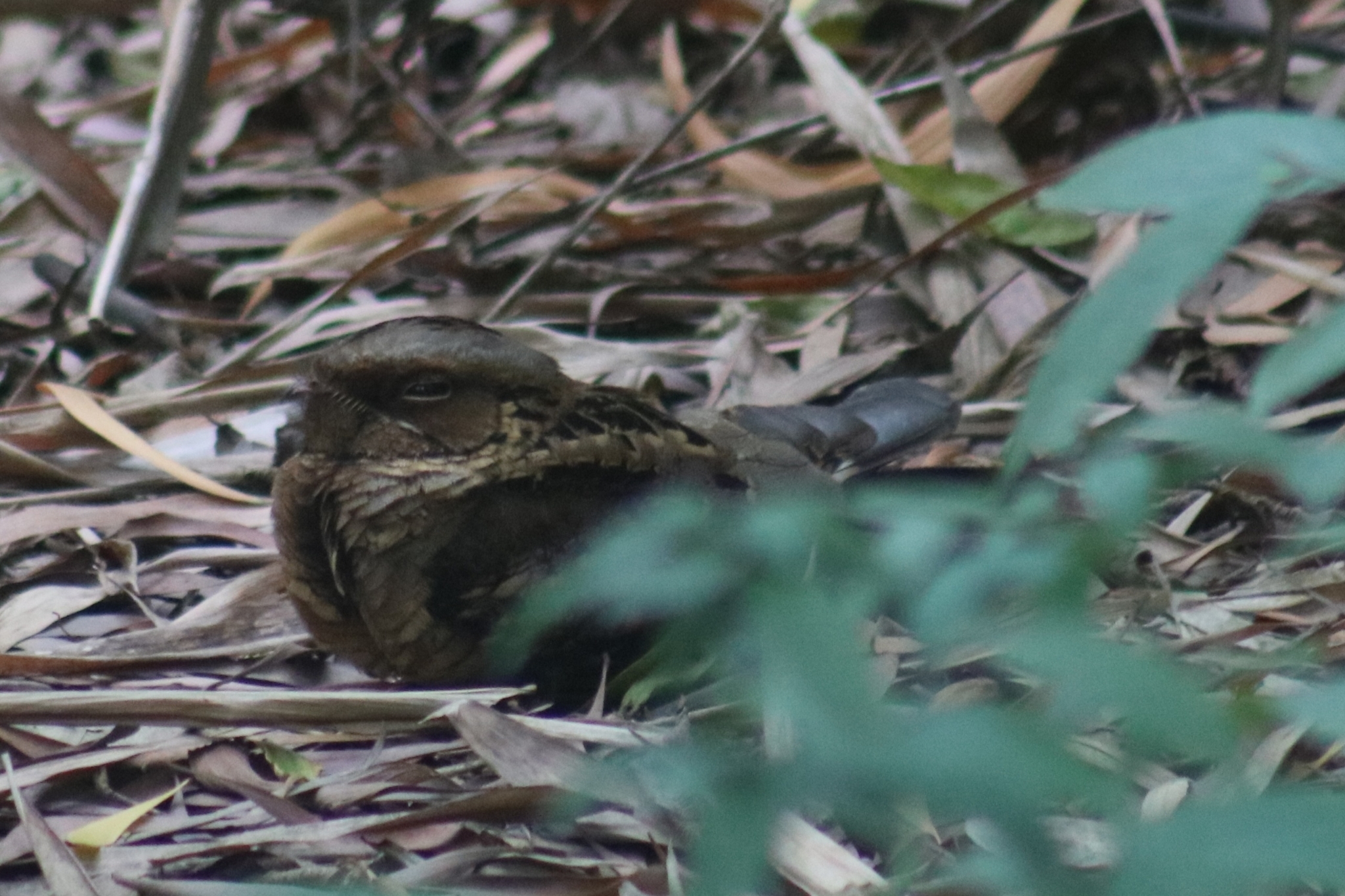 Large-tailed Nightjar