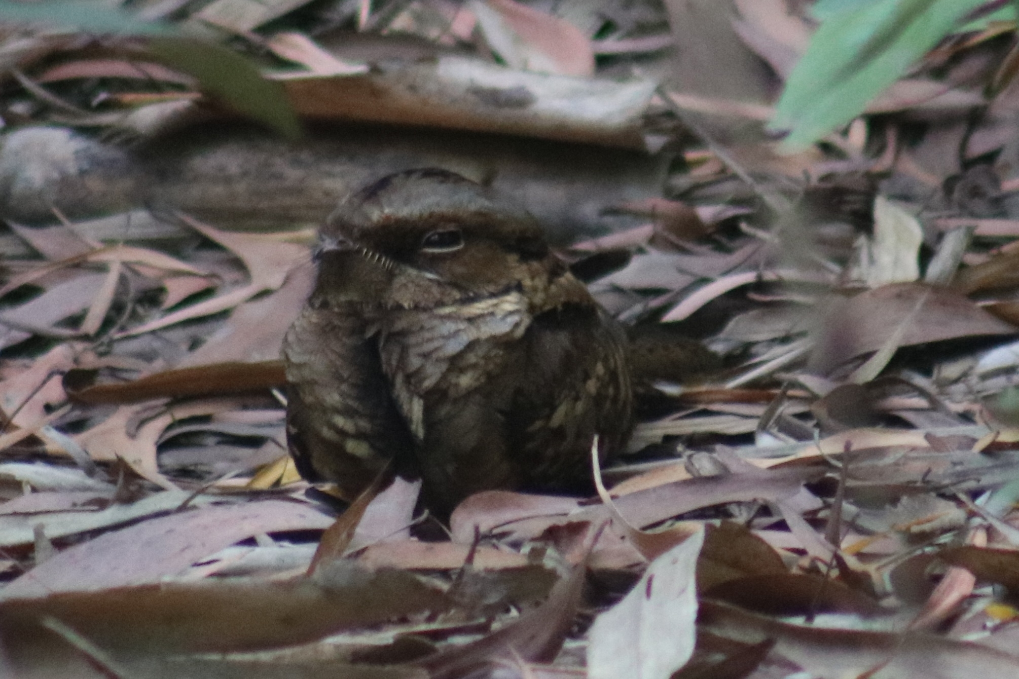Large-tailed Nightjar